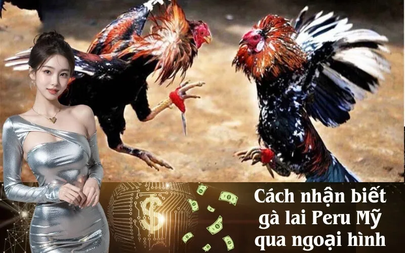 Cách nhận biết gà lai Peru Mỹ qua ngoại hình