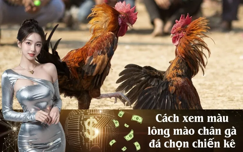 Cách xem màu lông mào chân gà đá chọn chiến kê