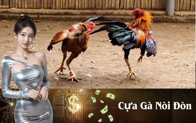 Cựa Gà Nòi Đòn
