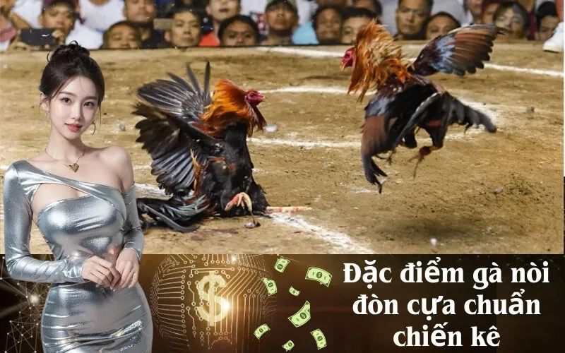Đặc điểm gà nòi đòn cựa chuẩn chiến kê