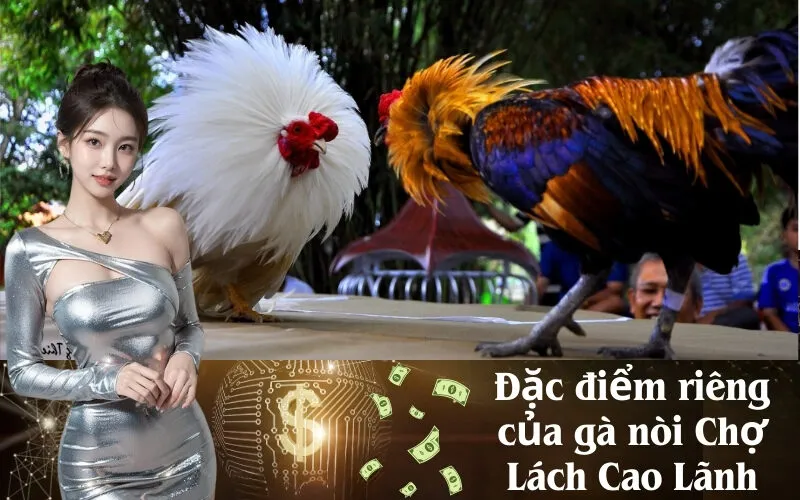 Đặc điểm riêng của gà nòi Chợ Lách Cao Lãnh