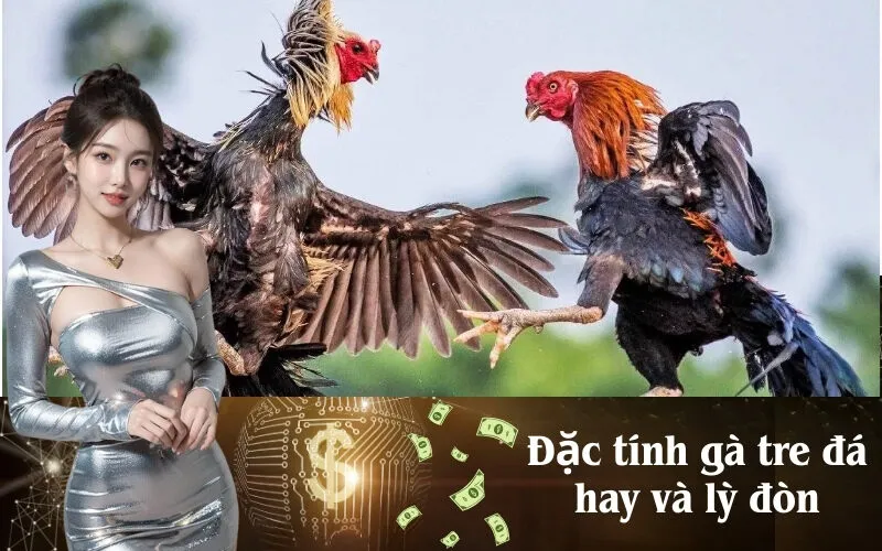 Đặc tính gà tre đá hay và lỳ đòn