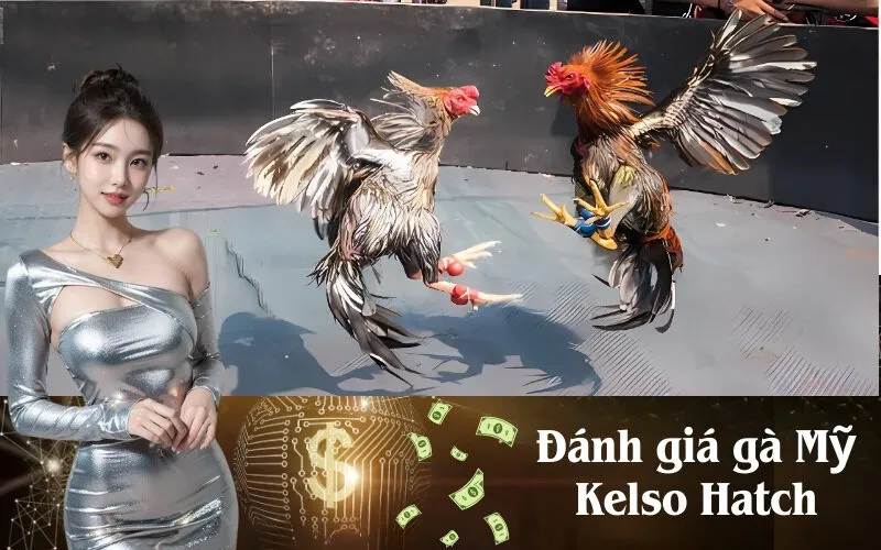 Đánh giá gà Mỹ Kelso Hatch: Ưu nhược điểm từng dòng