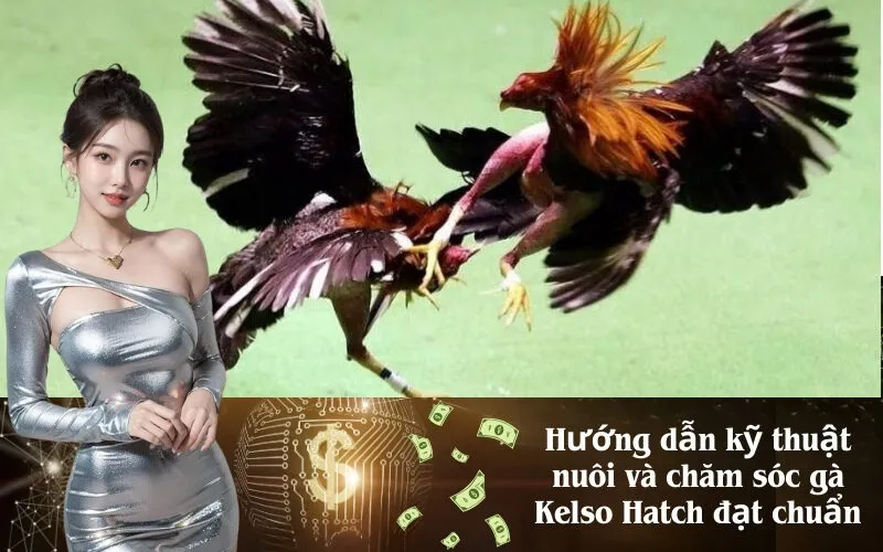 Hướng dẫn kỹ thuật nuôi và chăm sóc gà Kelso Hatch đạt chuẩn