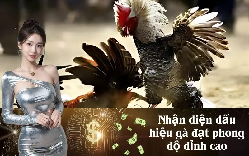 Nhận diện dấu hiệu gà đạt phong độ đỉnh cao