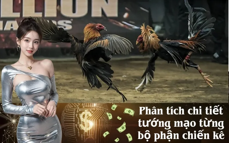 Phân tích chi tiết tướng mạo từng bộ phận chiến kê
