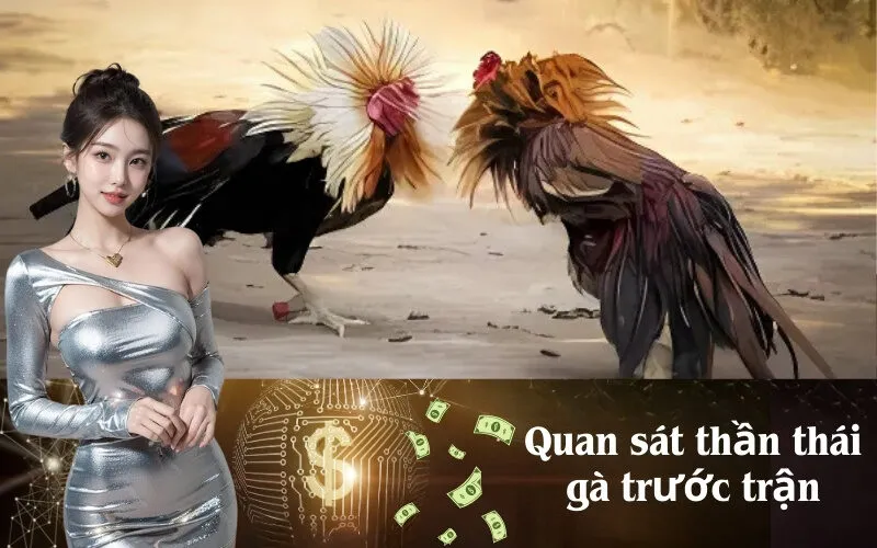 Quan sát thần thái gà trước trận: Dự đoán phong độ