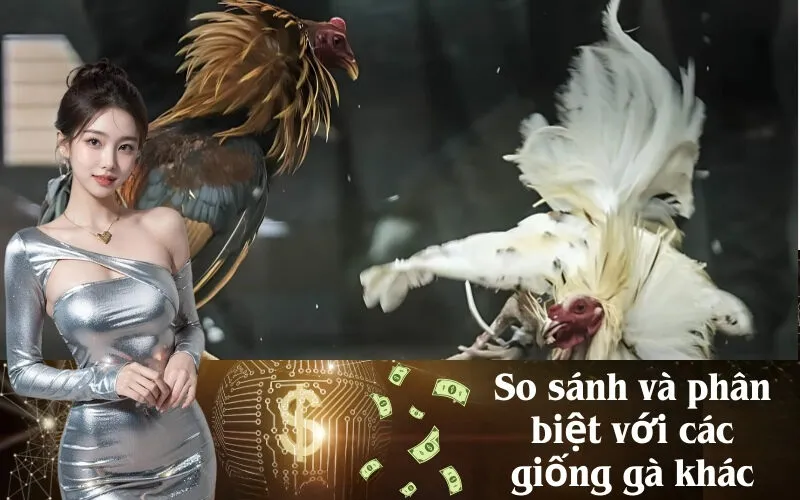 So sánh và phân biệt với các giống gà khác