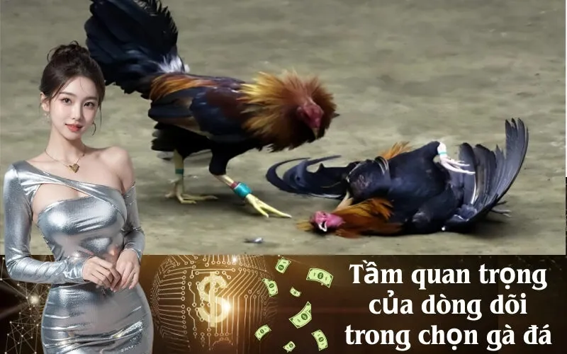 Tầm quan trọng của dòng dõi trong chọn gà đá